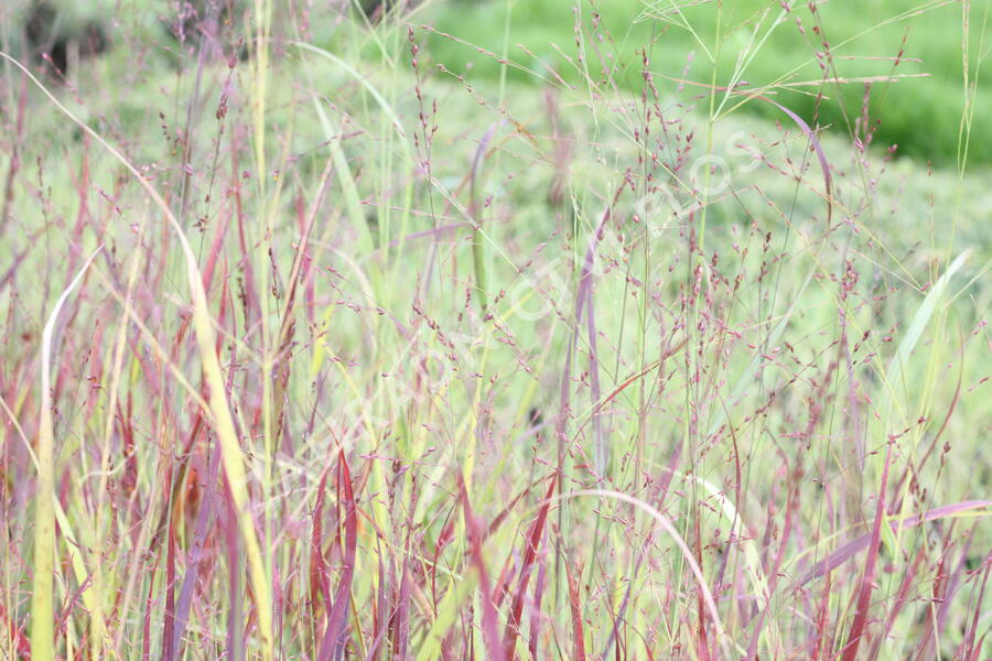 Proso prutnaté 'Blood Brothers' - Panicum virgatum 'Blood Brothers'
