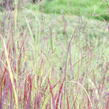 Proso prutnaté 'Blood Brothers' - Panicum virgatum 'Blood Brothers'