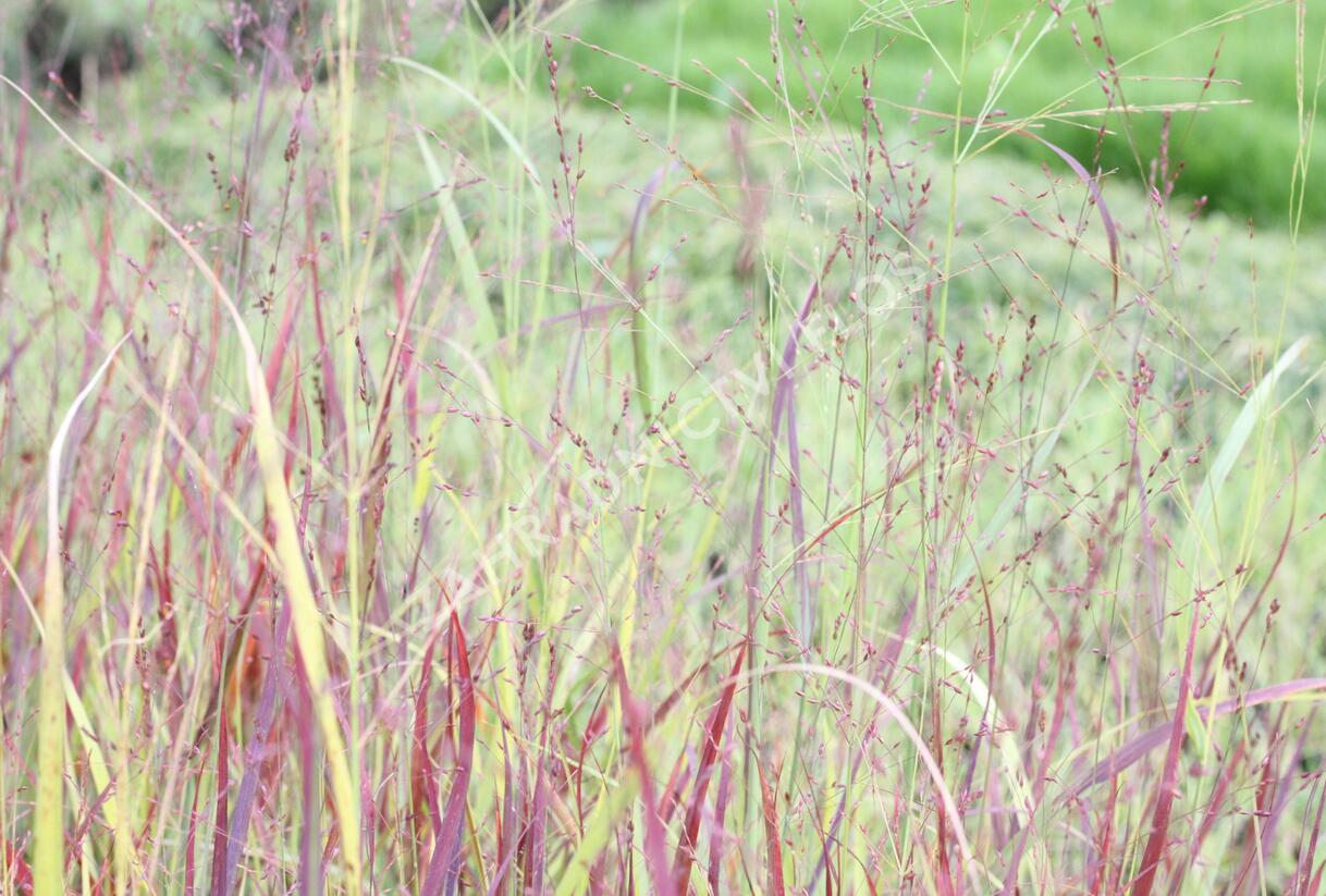 Proso prutnaté 'Blood Brothers' - Panicum virgatum 'Blood Brothers'