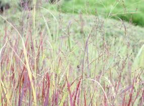 Proso prutnaté 'Blood Brothers' - Panicum virgatum 'Blood Brothers'