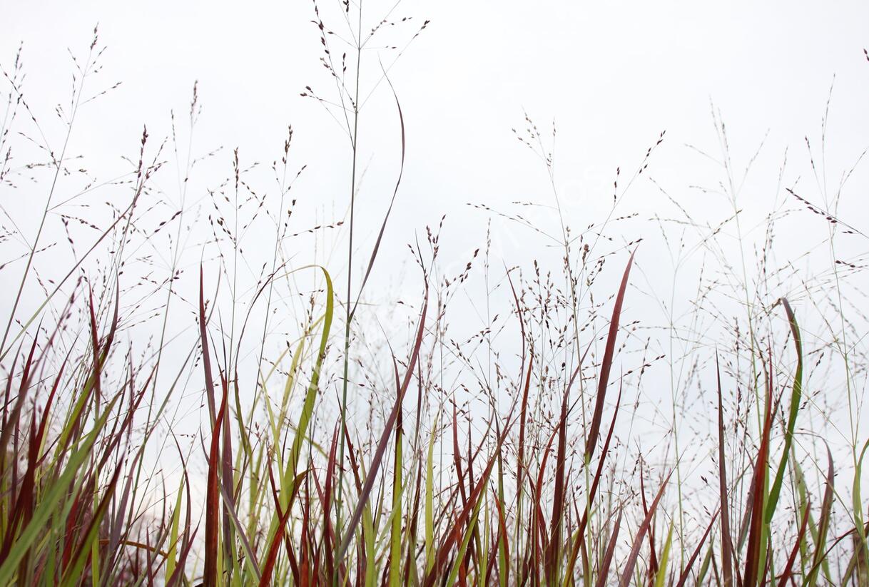 Proso prutnaté 'Blood Brothers' - Panicum virgatum 'Blood Brothers'