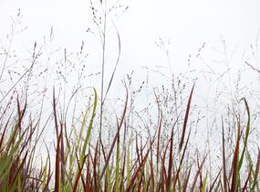 Proso prutnaté 'Blood Brothers' - Panicum virgatum 'Blood Brothers'