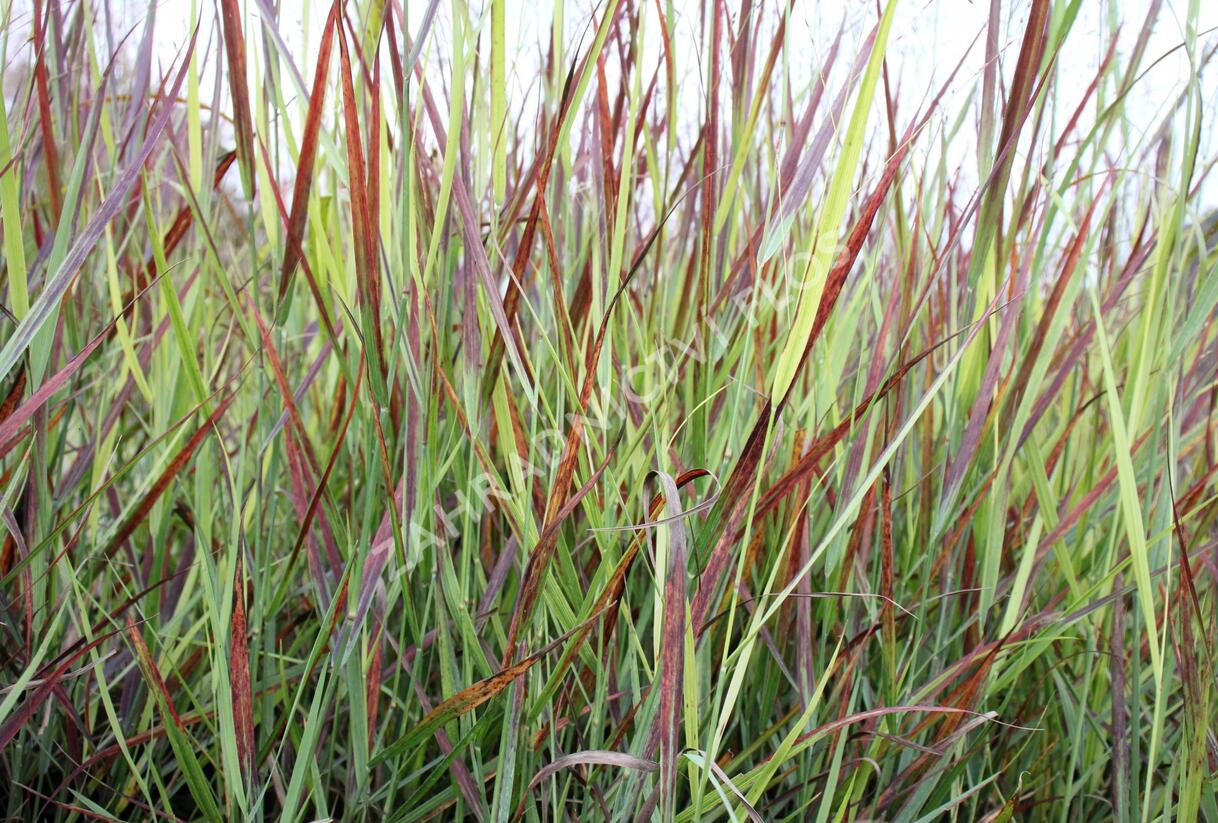 Proso prutnaté 'Blood Brothers' - Panicum virgatum 'Blood Brothers'