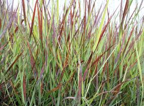 Proso prutnaté 'Blood Brothers' - Panicum virgatum 'Blood Brothers'