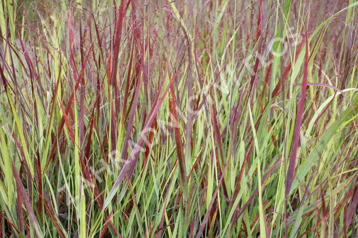 Proso prutnaté 'Blood Brothers' - Panicum virgatum 'Blood Brothers'