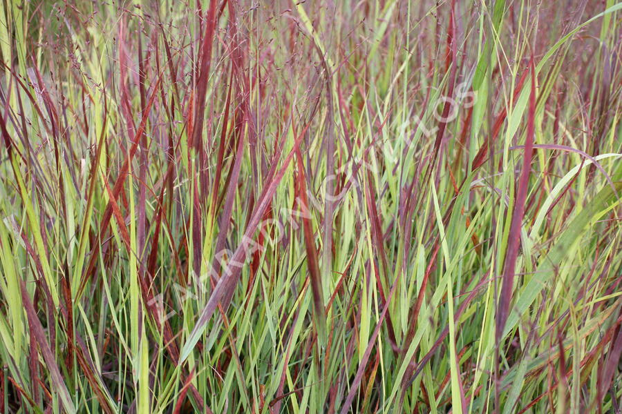 Proso prutnaté 'Blood Brothers' - Panicum virgatum 'Blood Brothers'