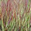 Proso prutnaté 'Blood Brothers' - Panicum virgatum 'Blood Brothers'