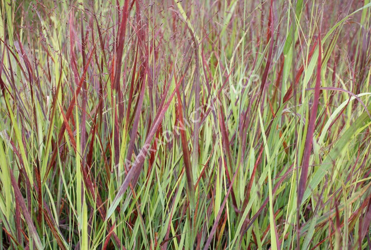 Proso prutnaté 'Blood Brothers' - Panicum virgatum 'Blood Brothers'
