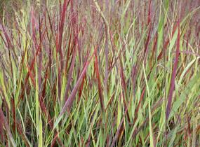 Proso prutnaté 'Blood Brothers' - Panicum virgatum 'Blood Brothers'