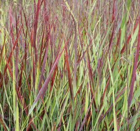 Proso prutnaté 'Blood Brothers' - Panicum virgatum 'Blood Brothers'