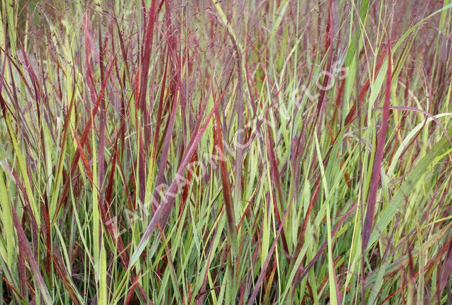 Proso prutnaté 'Blood Brothers' - Panicum virgatum 'Blood Brothers'