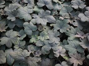 Dlužela 'Art Deco' - Heucherella 'Art Deco'®