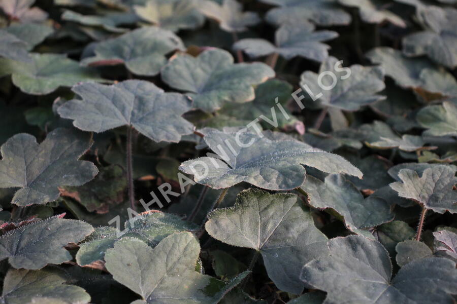 Dlužela 'Art Deco' - Heucherella 'Art Deco'®