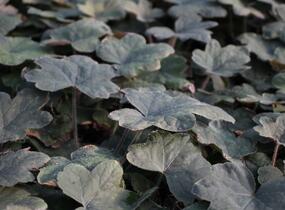 Dlužela 'Art Deco' - Heucherella 'Art Deco'®