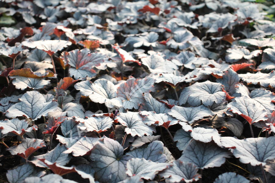 Dlužela 'Plum Cascade' - Heucherella 'Plum Cascade'®