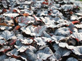 Dlužela 'Plum Cascade' - Heucherella 'Plum Cascade'®