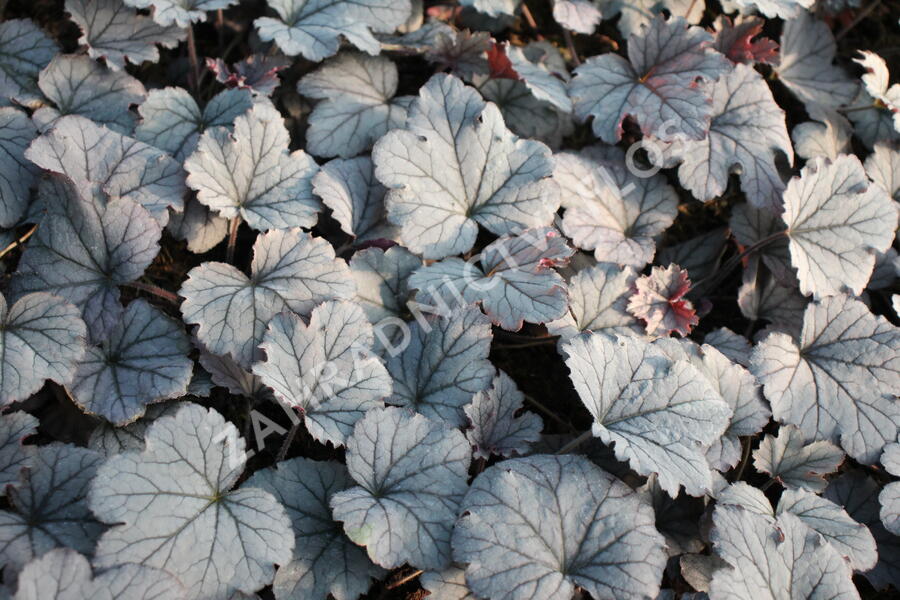Dlužela 'Plum Cascade' - Heucherella 'Plum Cascade'®