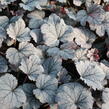 Dlužela 'Plum Cascade' - Heucherella 'Plum Cascade'®