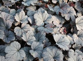 Dlužela 'Plum Cascade' - Heucherella 'Plum Cascade'®