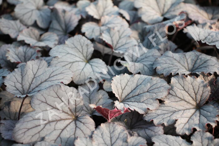 Dlužela 'Plum Cascade' - Heucherella 'Plum Cascade'®