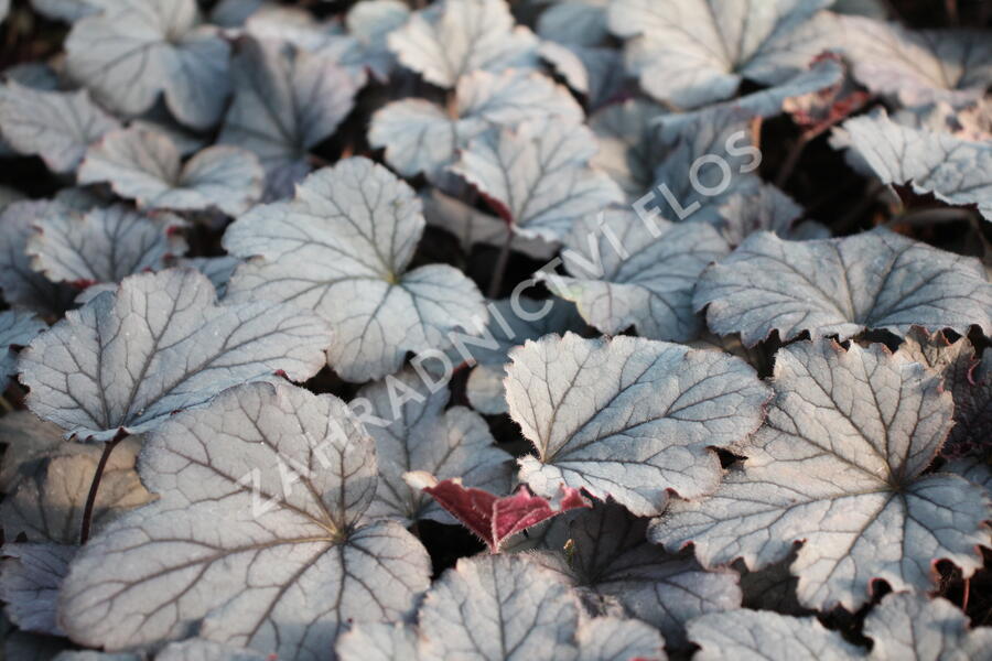 Dlužela 'Plum Cascade' - Heucherella 'Plum Cascade'®