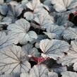 Dlužela 'Plum Cascade' - Heucherella 'Plum Cascade'®