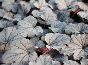 Dlužela 'Plum Cascade' - Heucherella 'Plum Cascade'®