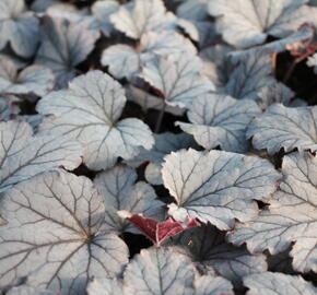 Dlužela 'Plum Cascade' - Heucherella 'Plum Cascade'®