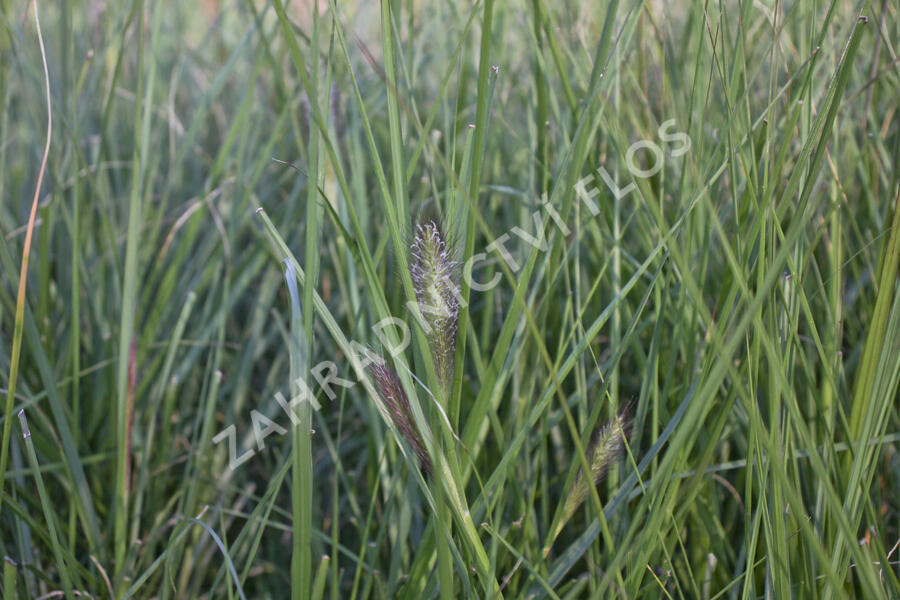 Dochan psárkovitý 'Reborn' - Pennisetum alopecuroides 'Reborn'