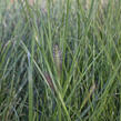 Dochan psárkovitý 'Reborn' - Pennisetum alopecuroides 'Reborn'