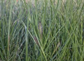 Dochan psárkovitý 'Reborn' - Pennisetum alopecuroides 'Reborn'