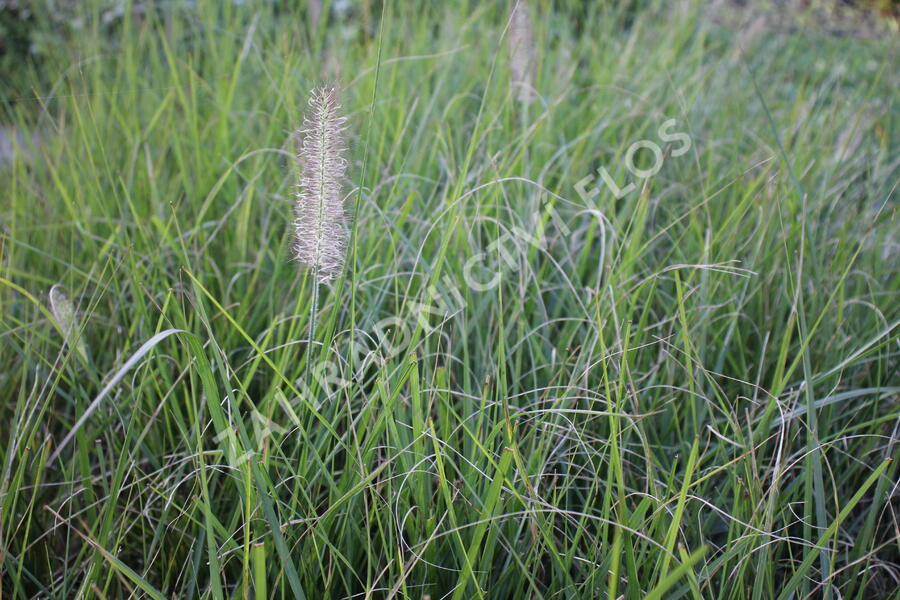 Dochan psárkovitý 'Reborn' - Pennisetum alopecuroides 'Reborn'