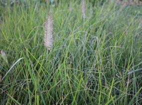 Dochan psárkovitý 'Reborn' - Pennisetum alopecuroides 'Reborn'