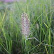 Dochan psárkovitý 'Reborn' - Pennisetum alopecuroides 'Reborn'