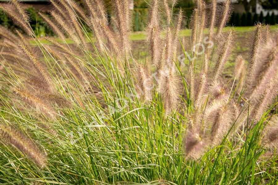 Dochan psárkovitý 'Reborn' - Pennisetum alopecuroides 'Reborn'