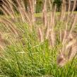 Dochan psárkovitý 'Reborn' - Pennisetum alopecuroides 'Reborn'