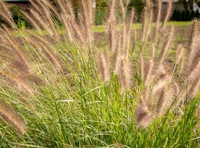 Dochan psárkovitý 'Reborn' - Pennisetum alopecuroides 'Reborn'