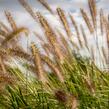 Dochan psárkovitý 'Reborn' - Pennisetum alopecuroides 'Reborn'