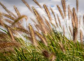 Dochan psárkovitý 'Reborn' - Pennisetum alopecuroides 'Reborn'