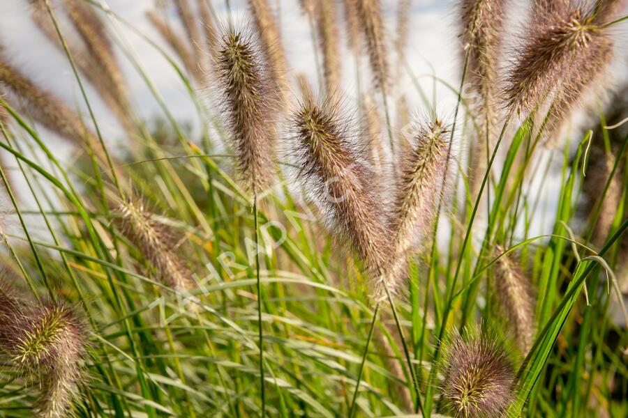 Dochan psárkovitý 'Reborn' - Pennisetum alopecuroides 'Reborn'