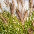 Dochan psárkovitý 'Reborn' - Pennisetum alopecuroides 'Reborn'