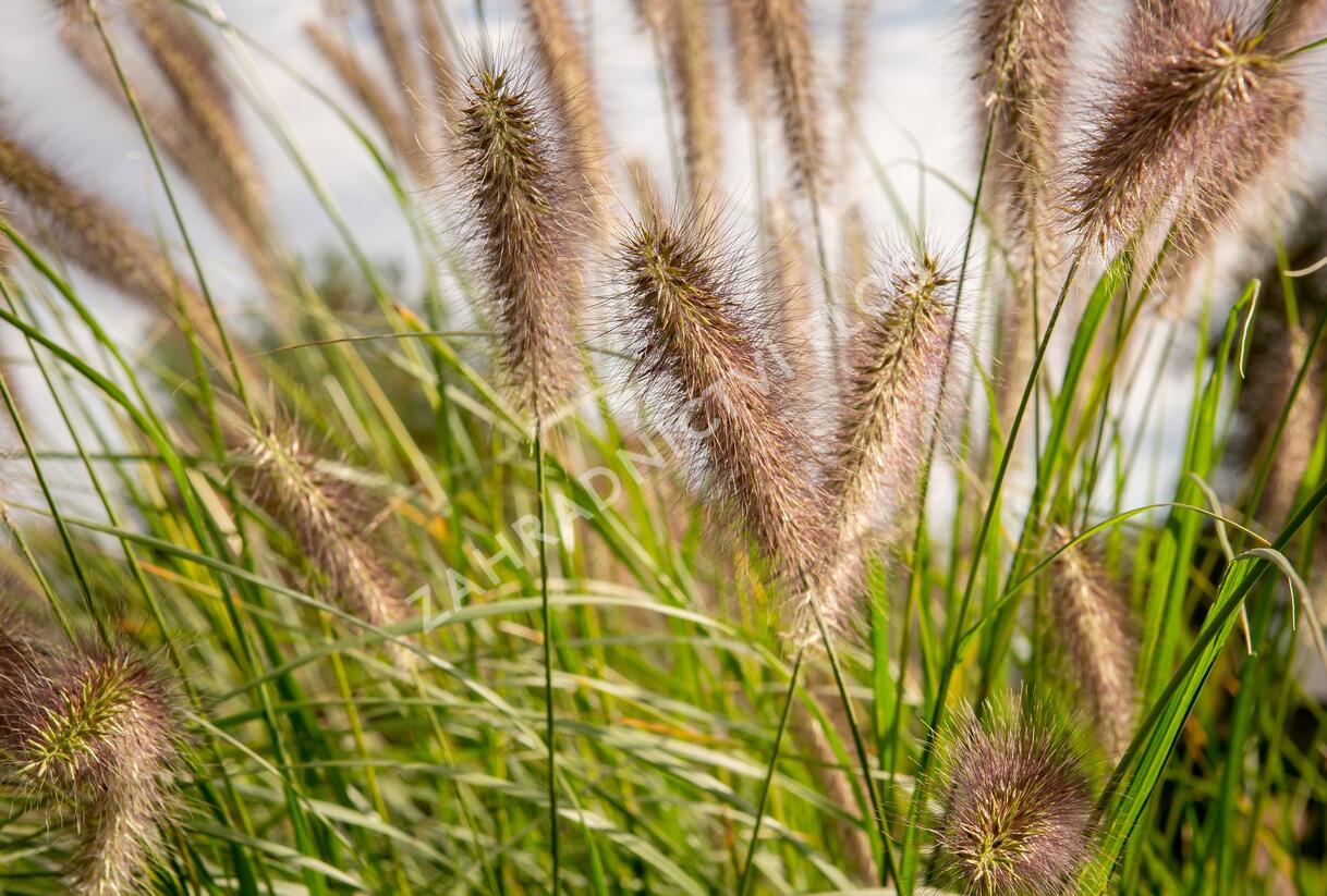 Dochan psárkovitý 'Reborn' - Pennisetum alopecuroides 'Reborn'