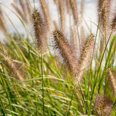 Dochan psárkovitý 'Reborn' - Pennisetum alopecuroides 'Reborn'