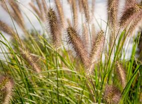 Dochan psárkovitý 'Reborn' - Pennisetum alopecuroides 'Reborn'
