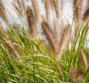 Dochan psárkovitý 'Reborn' - Pennisetum alopecuroides 'Reborn'