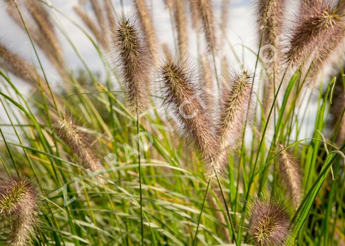 Dochan psárkovitý 'Reborn' - Pennisetum alopecuroides 'Reborn'