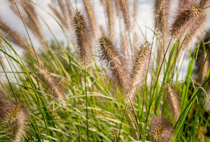 Dochan psárkovitý 'Reborn' - Pennisetum alopecuroides 'Reborn'