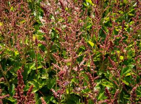 Čechrava čínská 'Veronica Klose' - Astilbe chinensis 'Veronica Klose'