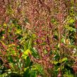 Čechrava čínská 'Veronica Klose' - Astilbe chinensis 'Veronica Klose'