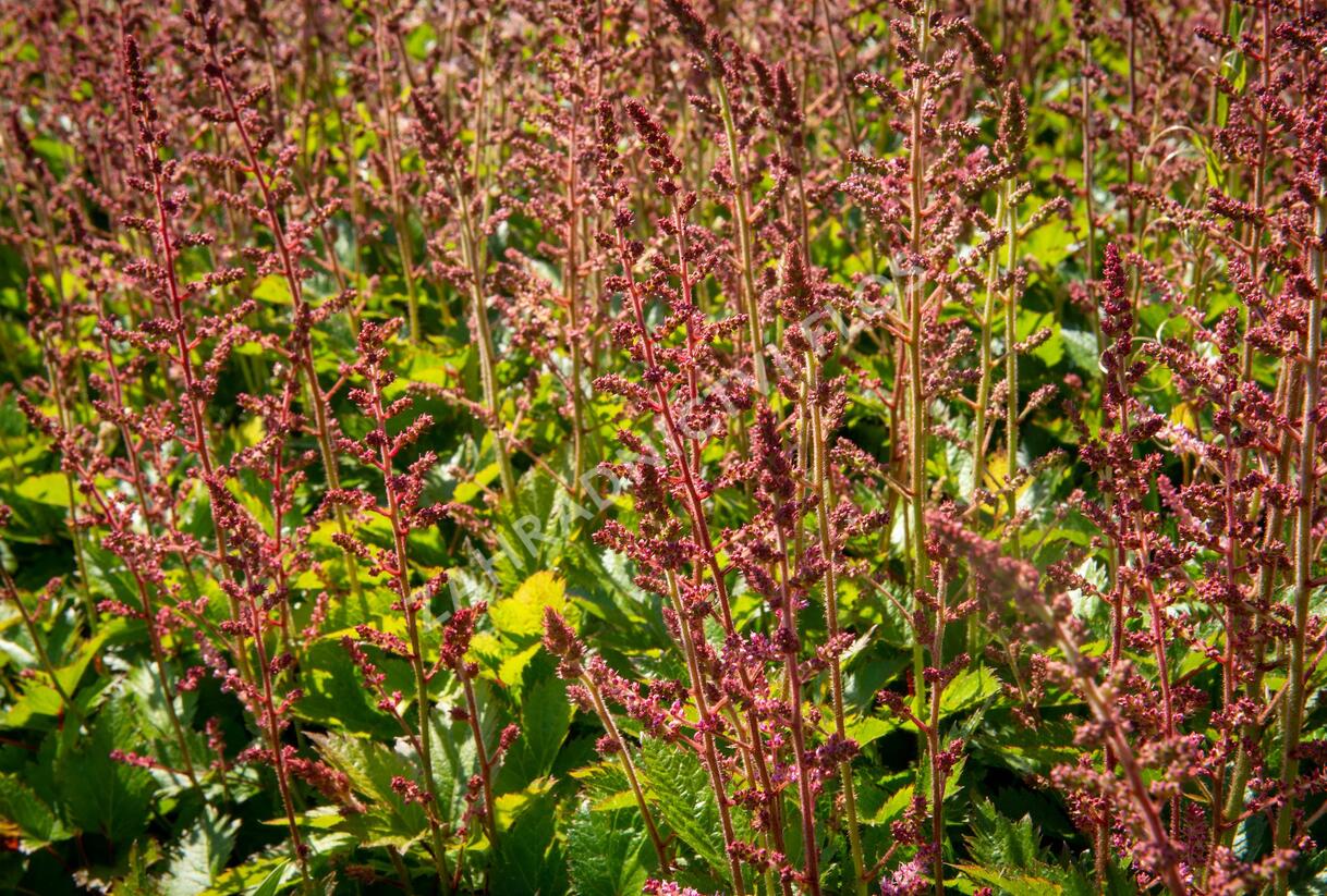 Čechrava čínská 'Veronica Klose' - Astilbe chinensis 'Veronica Klose'